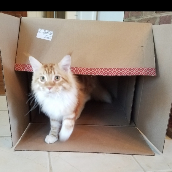 Naps are good! π¦ Foxy knows best π¦ - Picture 9 of 16